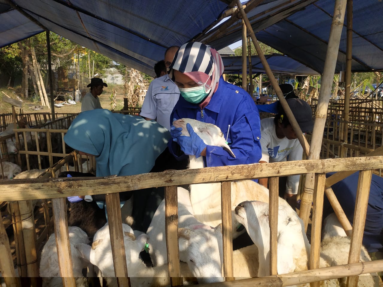 Hewan Kurban Masuk Cimahi Wajib Kantongi Surat Kesehatan, Antisipasi PMK Jelang Idul Adha