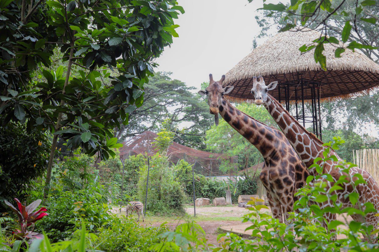 Pengamanan Kondusif di Kebun Binatang Bandung, Satwa Tetap Sehat dan Terjaga