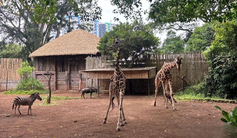 DPRD Jabar Minta Penyelamatan Satwa Bandung Zoo Jadi Prioritas