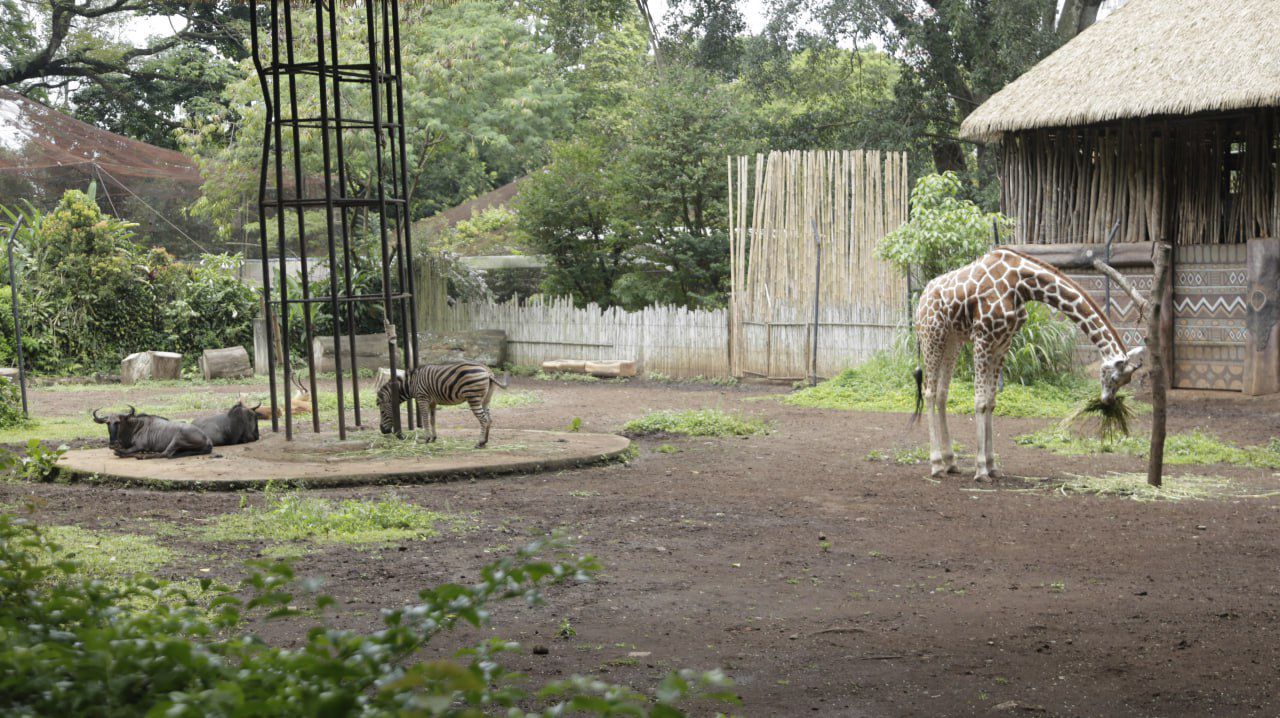 Farhan Minta Maaf, Bandung Zoo Belum Bisa Dibuka Saat Lebaran