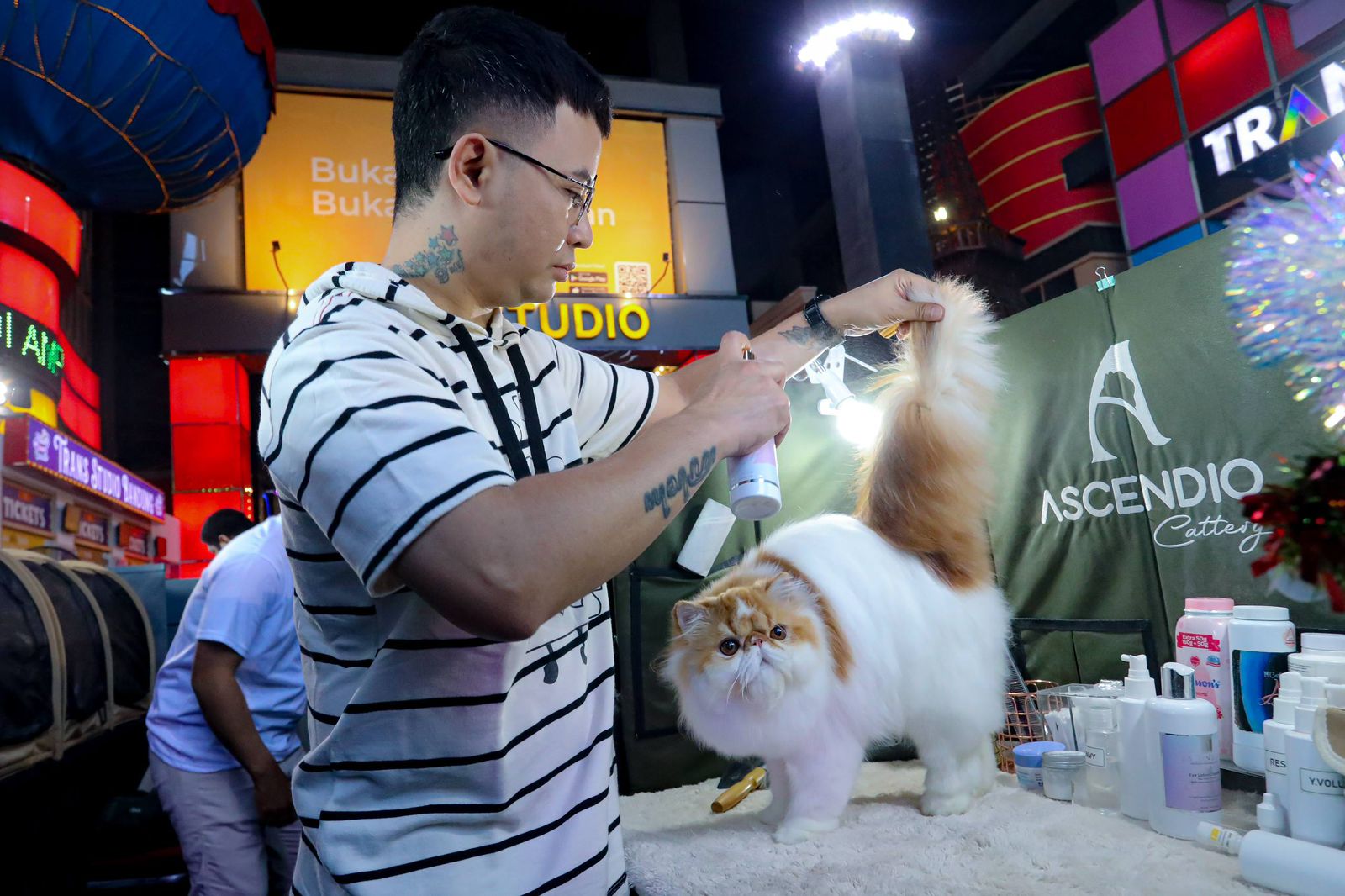 Kota Bandung Jadi Tuan Rumah Shibuya Catwalk International Cat Show 2026